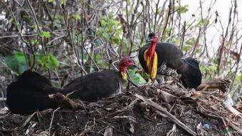 娱乐吃瓜小能手,吃瓜小能手带你领略幕后风云